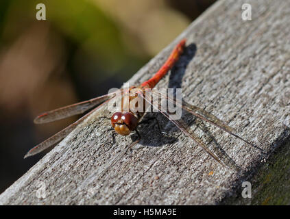 Common Darter Dragonfly (sympetrum striolatum) Foto Stock