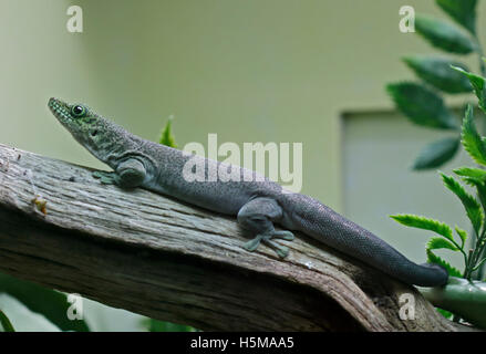 In piedi il giorno Gecko (phelsuma standingi) Foto Stock