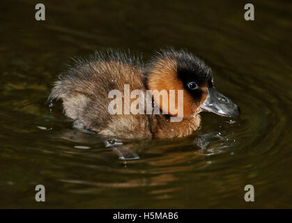 Bianco africano backed Duck (thalassornis leuconotus lecuconotus) anatroccolo Foto Stock