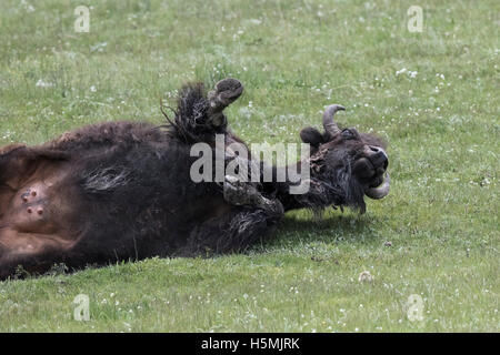 Bisonti americani di pascoli e di giocare in un prato in Grand Tetons Foto Stock