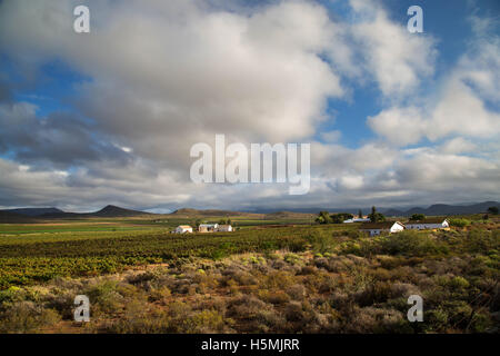 Vigneti e di una casa colonica in Robertson area del Western Cape Foto Stock