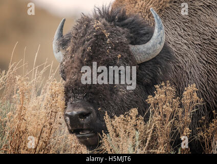 Bisonti americani di pascoli e di giocare in un prato in Grand Tetons Foto Stock