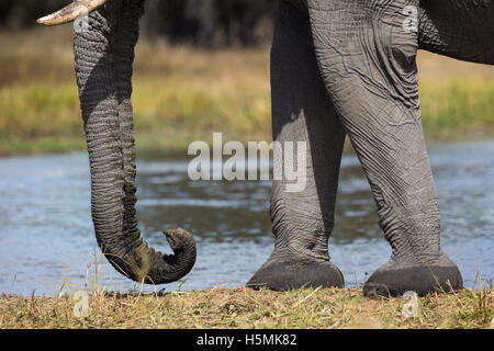 Primo piano delle zampe anteriori, i piedi ed il tronco di un elefante africano (Loxodonta africana) toro Foto Stock