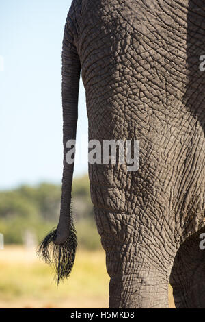 Primo piano di un elefante africano (Loxodonta africana) estremità posteriore e le luci di coda con peli Foto Stock