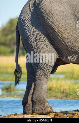 Primo piano di un elefante africano (Loxodonta africana) estremità posteriore e le luci di coda con peli Foto Stock