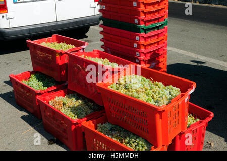 Varietà di uve Italiane nel bucket In attesa di essere premuta nella vigna Sciacchetrà, Corniglia, Cinque Terre Liguria, Italia, Europa Foto Stock