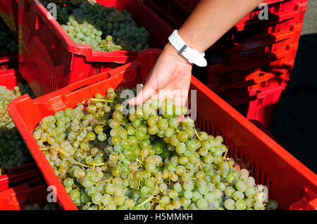 Varietà di uve Italiane nel bucket In attesa di essere premuta nella vigna Sciacchetrà, Corniglia, Cinque Terre Liguria, Italia, Europa Foto Stock