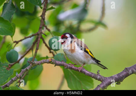 Cardellino europeo (Carduelis carduelis) arroccato nella struttura ad albero Foto Stock
