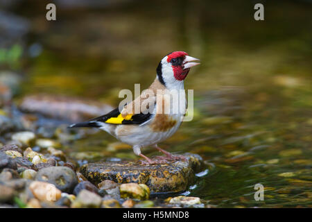 Cardellino europeo (Carduelis carduelis) acqua potabile da brook Foto Stock