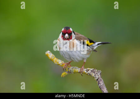 Cardellino europeo (Carduelis carduelis) arroccato nella struttura ad albero Foto Stock