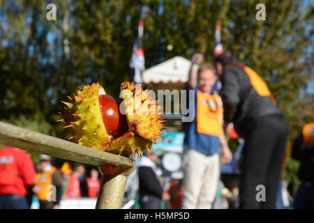 Il mondo Conker campionati a Southwick, Northants., 9 ottobre 2016. Le foto per il telegrafo di John Robertson. Foto Stock