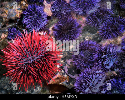 Rosso e viola ricci di mare in condizioni estreme di meno la marea. Yaquina Capo Eccezionale area naturale, Oregon Foto Stock