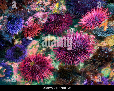 Rosso e viola ricci di mare in condizioni estreme di meno la marea. Yaquina Capo Eccezionale area naturale, Oregon Foto Stock