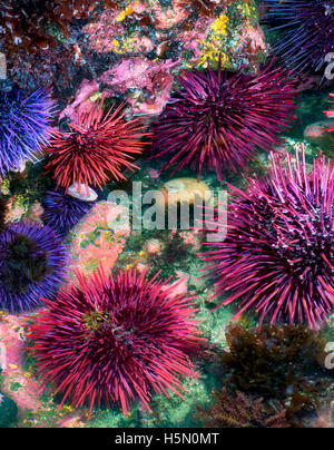 Rosso e viola ricci di mare in condizioni estreme di meno la marea. Yaquina Capo Eccezionale area naturale, Oregon Foto Stock