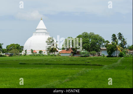 Tissamaharama Stupa tra risaie, Tissamaharama, Sri Lanka Foto Stock