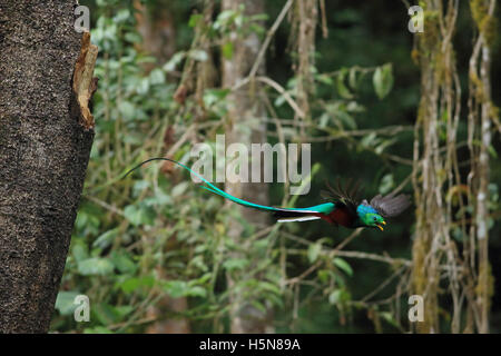 Resplendant maschio quetzal (Pharomachrus mocinno) volare dal nido nel cloud forest, San Gerardo de Dota, Costa Rica Foto Stock
