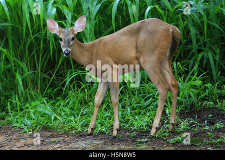 Giovane maschio bianco-tailed deer (Odocoileus virginianus). Tropical foresta secca, Santa Rosa e il Parco Nazionale di Guanacaste in Costa Rica. Foto Stock