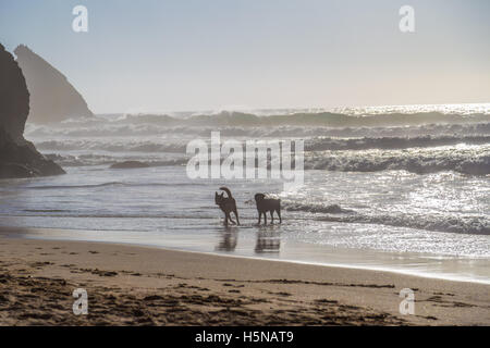 Cani giocando e spruzzi di acqua a Praia da Adraga Beach, Portogallo Foto Stock