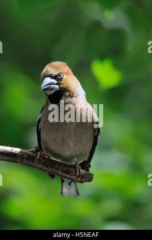 Si appollaia Hawfinch (Coccothraustes coccothraustes) all'albero. Regione di Mosca, Russia Foto Stock