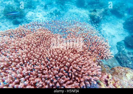 Un gregge di piccolo pesce blu sulla pietra rosa corallo, Maldive Foto Stock