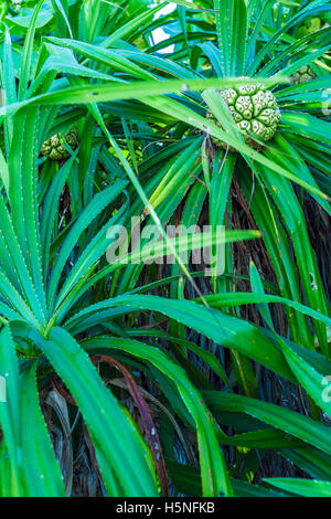 Pandanus (palme pandanus amaryllifolius) albero con frutti in crescita, Maldive Foto Stock