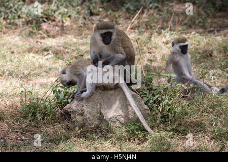 Nero-fronte scimmie vervet toelettatura del lago Naivasha Kenya Foto Stock