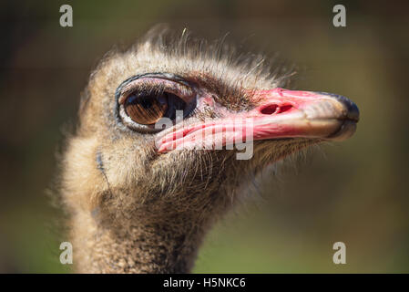 Vista ravvicinata di uno struzzo sul bello sfondo sfocato Foto Stock