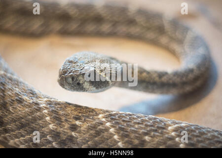 Rattlesnake ( crotalus) Vista ravvicinata Foto Stock