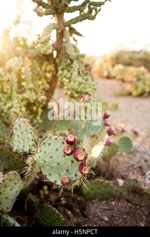 Un selvaggio Ficodindia cactus nel deserto sud-ovest USA Foto Stock