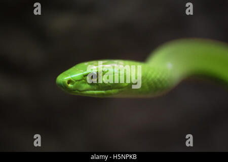 Green Mamba close up ritratto Foto Stock