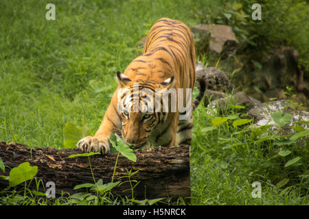 Tigre del Bengala si appoggia la sua zampata su un albero caduto tronco in corrispondenza di una riserva della tigre in India Foto Stock