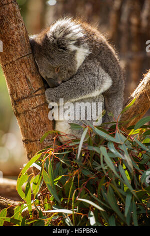 Il Koala recare presso la Riserva Naturale di Ballarat in Ballarat, Victoria, Australia il 17 ottobre 2016. (Foto di Dylan ustioni). Foto Stock