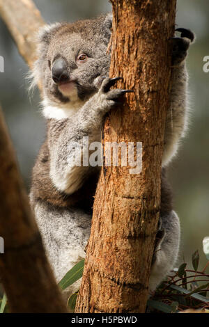 Il Koala recare presso la Riserva Naturale di Ballarat in Ballarat, Victoria, Australia il 17 ottobre 2016. (Foto di Dylan ustioni). Foto Stock