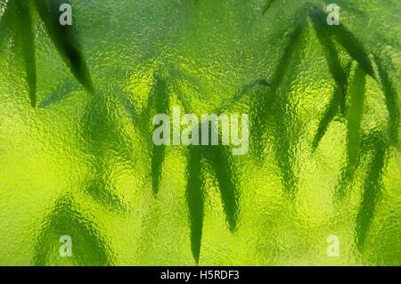 Foglie di bambù attraverso un vetro smerigliato Foto Stock