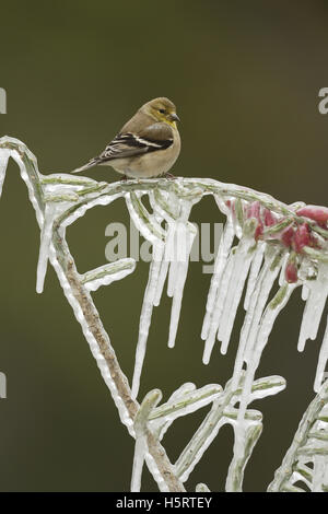 American Cardellino (Carduelis tristis), adulto in livrea invernale appollaiato sul ramo ghiacciato, Hill Country, Texas, Stati Uniti d'America Foto Stock