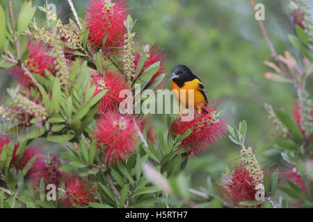 Baltimore Rigogolo (Icterus galbula), maschio adulto alimentazione su blooming Lemon scovolino da bottiglia, crimson scovolino da bottiglia, Texas Foto Stock