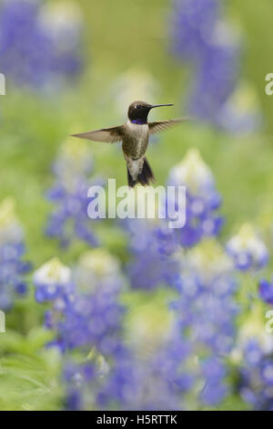 Nero-chinned Hummingbird (Archilochus alexandri), maschio adulto battenti tra blooming Texas Bluebonnet (Lupinus texensis), Texas Foto Stock