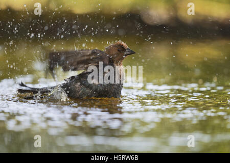 Marrone-guidato Cowbird (Molothrus ater), maschi adulti per la balneazione, Hill Country, Texas, Stati Uniti d'America Foto Stock