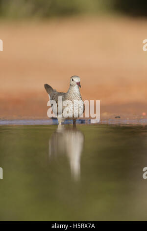 Comune (Ground-Dove Columbina passerina), Adulto bere, Rio Grande Valley, il Texas del Sud, Texas, Stati Uniti d'America Foto Stock