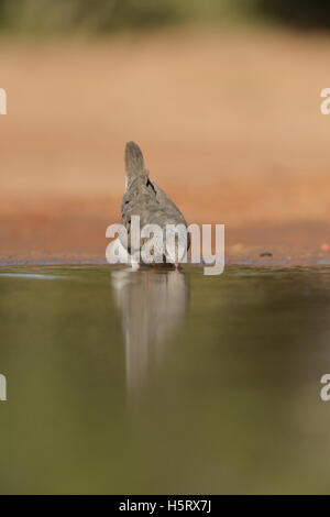 Comune (Ground-Dove Columbina passerina), Adulto bere, Rio Grande Valley, il Texas del Sud, Texas, Stati Uniti d'America Foto Stock