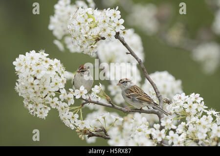 Chipping Sparrow (Spizella passerina), adulti in inverno sul piumaggio blooming Pear Tree (Pyrus sp.), Hill Country, Texas, Stati Uniti d'America Foto Stock