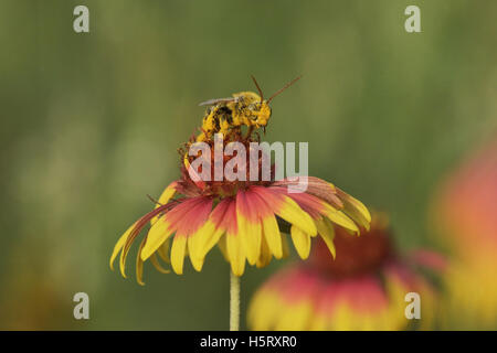 Digger Bee (Anthophora spp) Anthropodidae, adulto alimentazione su Indian Blanket, ruota di fuoco (Gaillardia pulchella), Texas, Stati Uniti d'America Foto Stock