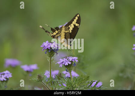 A coda di rondine gigante (Papilio cresphontes), Adulto alimentazione su Prairie Verbena (Glandularia bipinnatifida), Hill Country, Texas, Stati Uniti d'America Foto Stock
