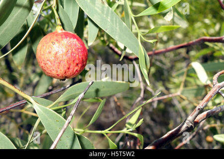 Deserto quandong (Santalum acuminatum), tradizionali aborigene bush tucker noto anche come nativo di pesche, Reabold Hill, Perth Weste Foto Stock