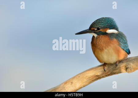 Comuni / Kingfisher Eisvogel ( Alcedo atthis ), giovani bird, appollaiato su un ramo, caccia, vista frontale, pulire lo sfondo. Foto Stock