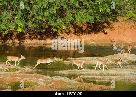 Avvistato cervi, (asse asse), Yala National Park, Sri Lanka Foto Stock