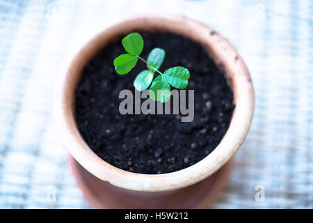 Un primo piano di una piccola pianta verde in una pentola Foto Stock