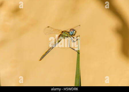 Colorato colorato venato rosso Darter dragonfly sulla punta della foglia di agave con sfondo chiaro Foto Stock