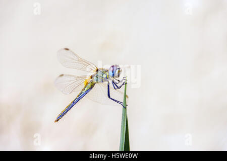 Colorato colorato venato rosso Darter dragonfly sulla punta della foglia di agave con sfondo chiaro Foto Stock