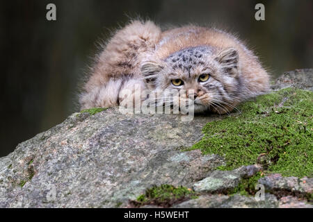 Gatto di Pallas Foto Stock